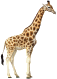 Giraffe 4